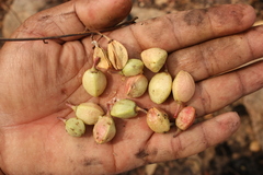 Lannea coromandelica